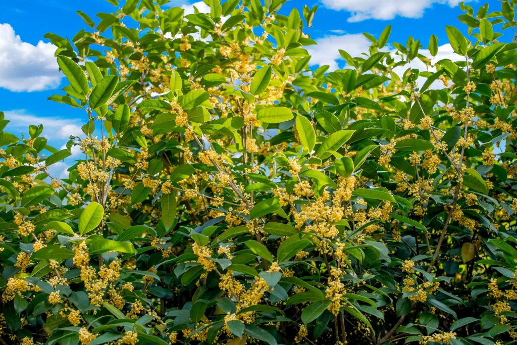 Yellow Osmanthus Blooming Green Leaves Blue Sky