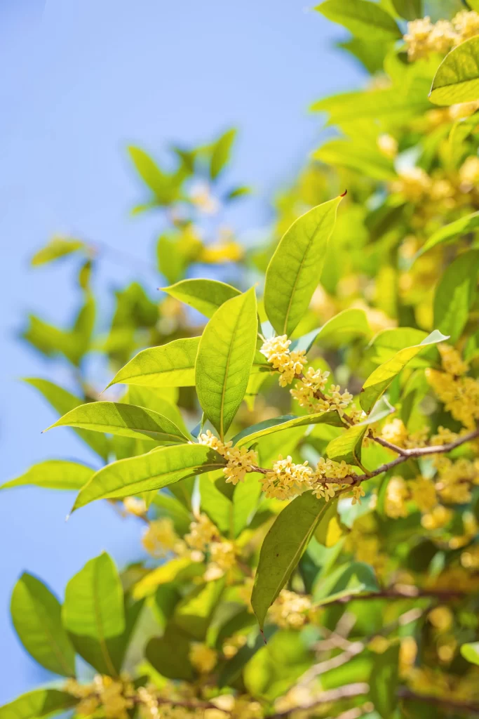 Yellow Osmanthus Blooming Green Leaves Clear Blue Sky