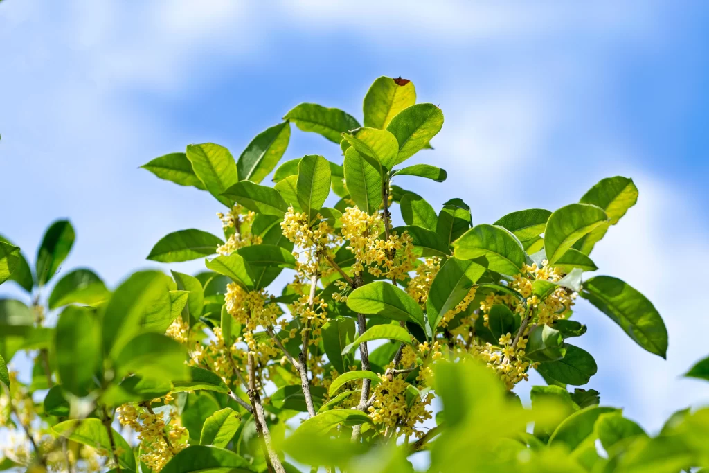 Yellow Osmanthus Blooming Petals Green Leaves Blue Sky