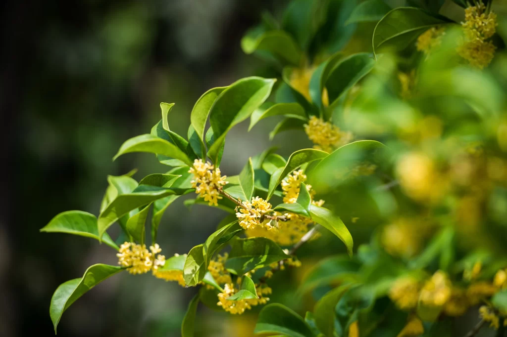 Yellow Osmanthus Blooming Petals Green warm Leaves