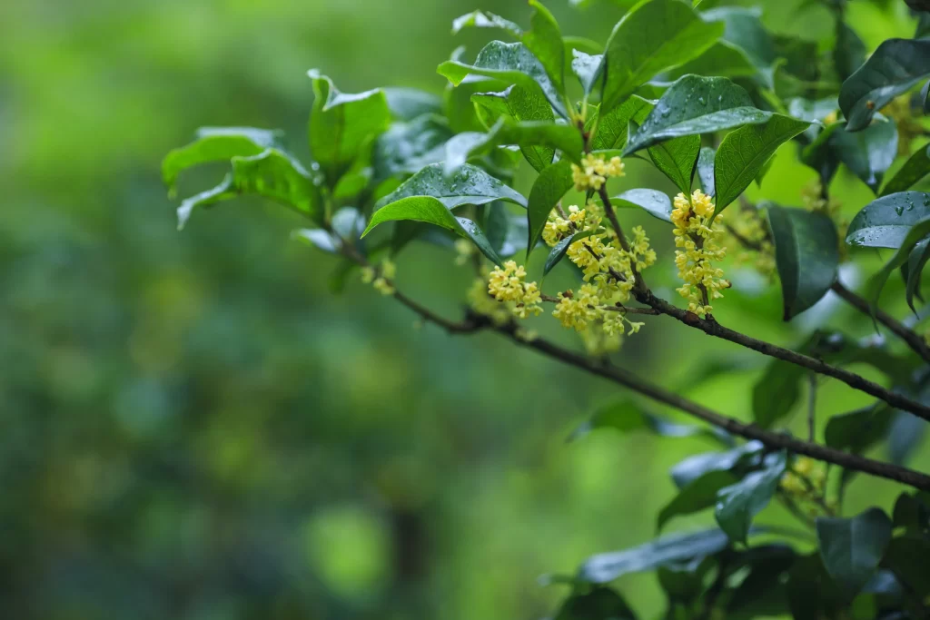 Yellow Osmanthus Blooming Petals Green warm Leaves