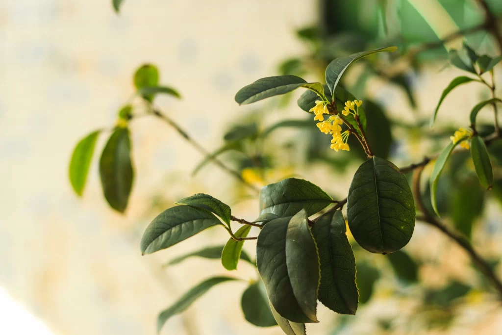 Yellow Osmanthus Blooms Green Leaves Nature