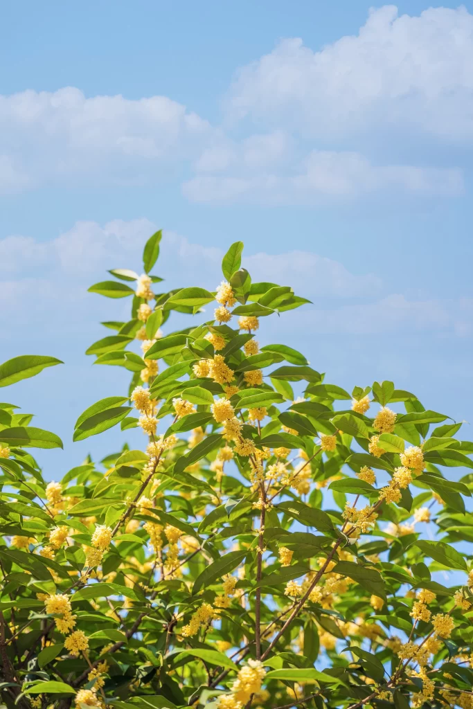 Yellow Osmanthus Blooms Green Leaves Blue Sky