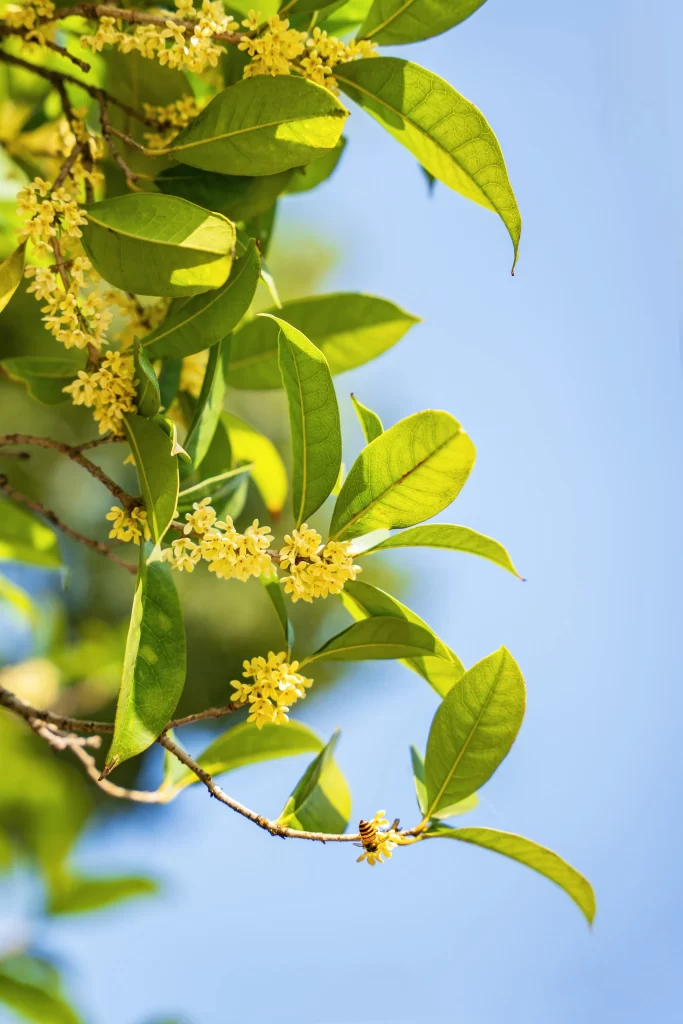 Yellow Osmanthus Blooms Petals Green Leaves