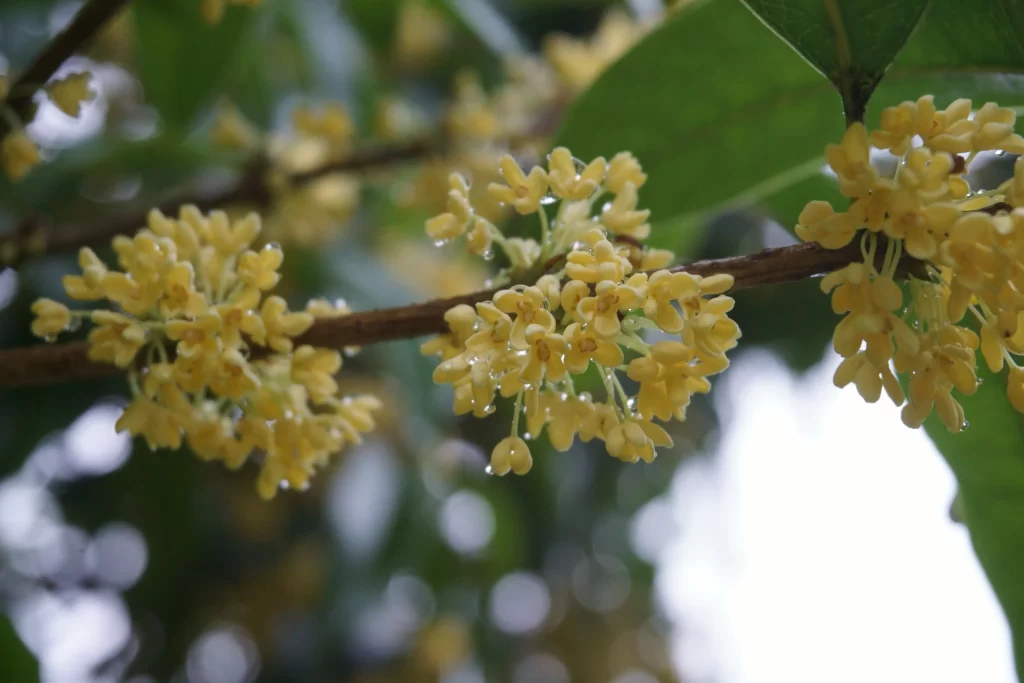 Yellow Osmanthus Cluster Petals Dewdrops Green Leaves