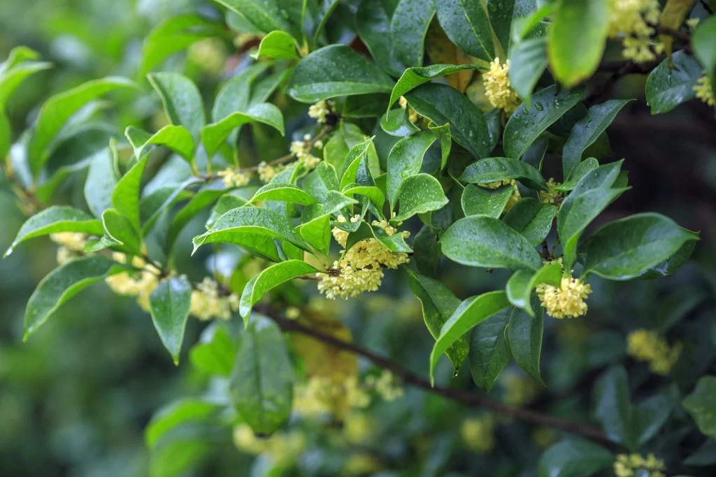 Yellow Osmanthus Cluster Petals Green warm Leaves