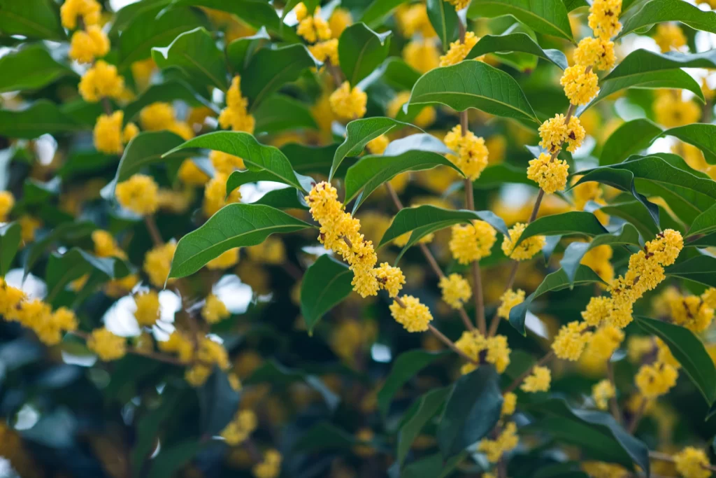 Yellow Osmanthus Cluster Petals Green warm Leaves