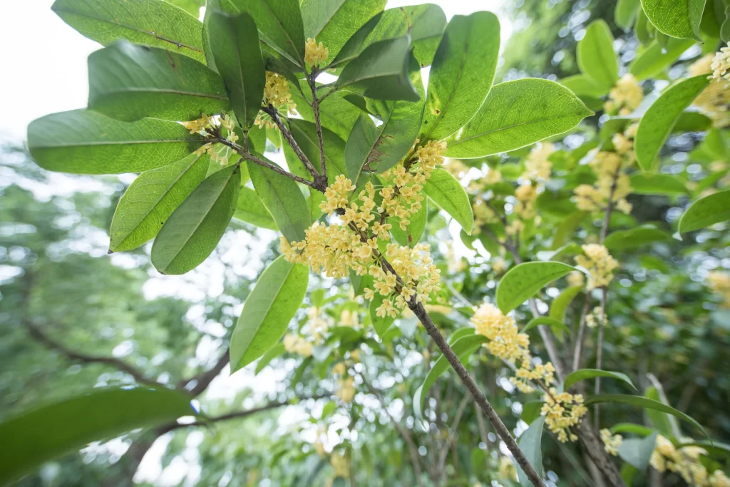 Yellow Osmanthus Cluster Petals Green warm Leaves