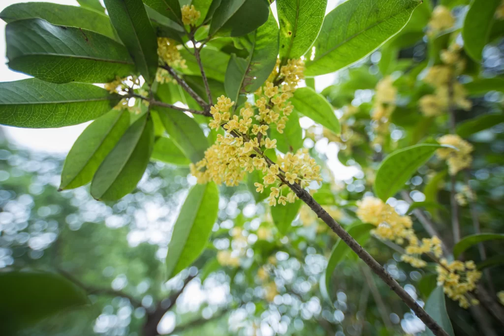 Yellow Osmanthus Cluster Petals Green warm Leaves