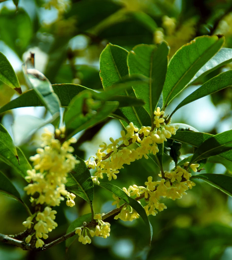 Yellow Osmanthus Cluster Petals Green warm Leaves