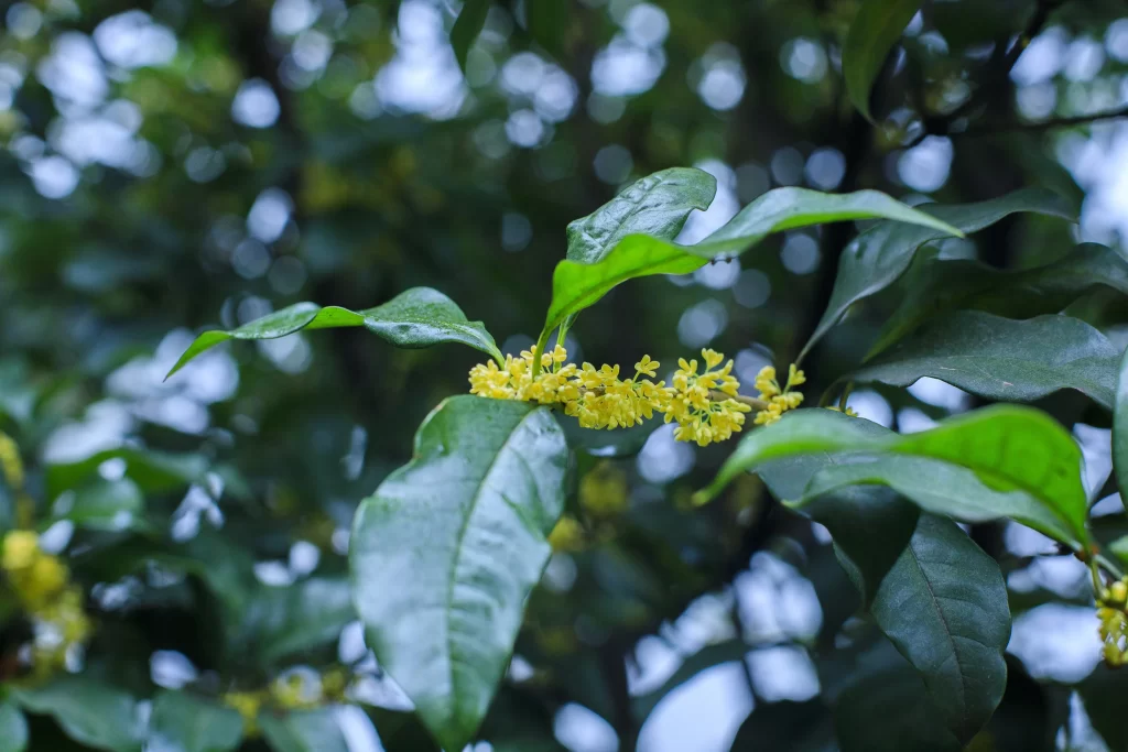 Yellow Osmanthus Cluster Petals Green gray Leaves