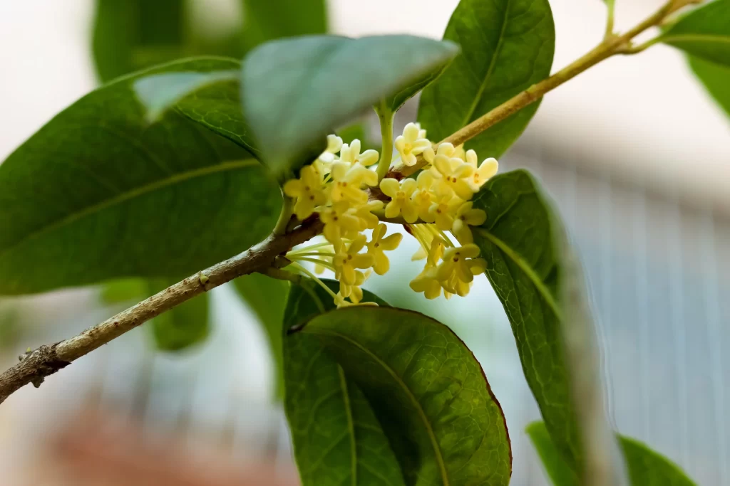Yellow Osmanthus Cluster Petals Green warm Leaves
