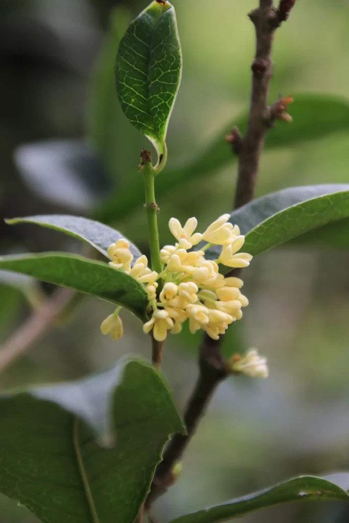 Yellow Osmanthus Cluster Petals Green warm Leaves