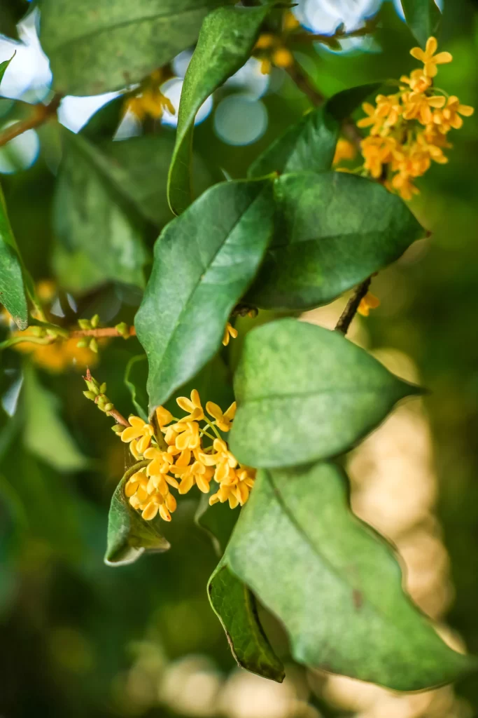Yellow Osmanthus Cluster Petals Green warm Leaves