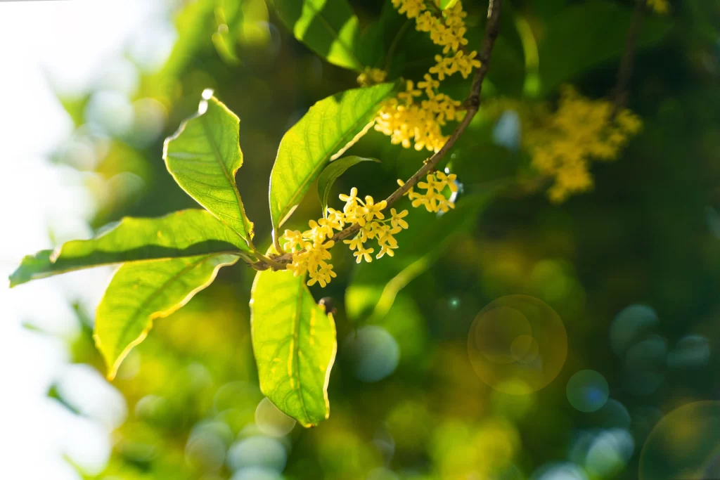 Yellow Osmanthus Cluster Petals Sunlight Greenery