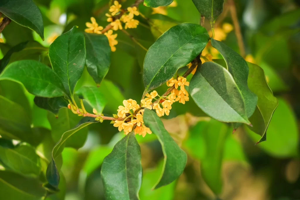Yellow Osmanthus Cluster Petals Green warm Leaves