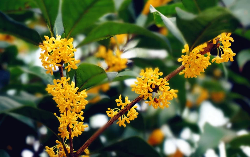 Yellow Osmanthus Cluster Petals Green warm Leaves