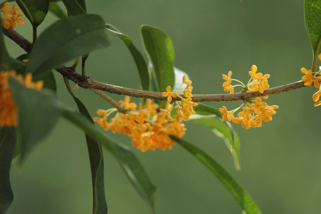 Yellow Osmanthus Cluster Petals Green warm Leaves