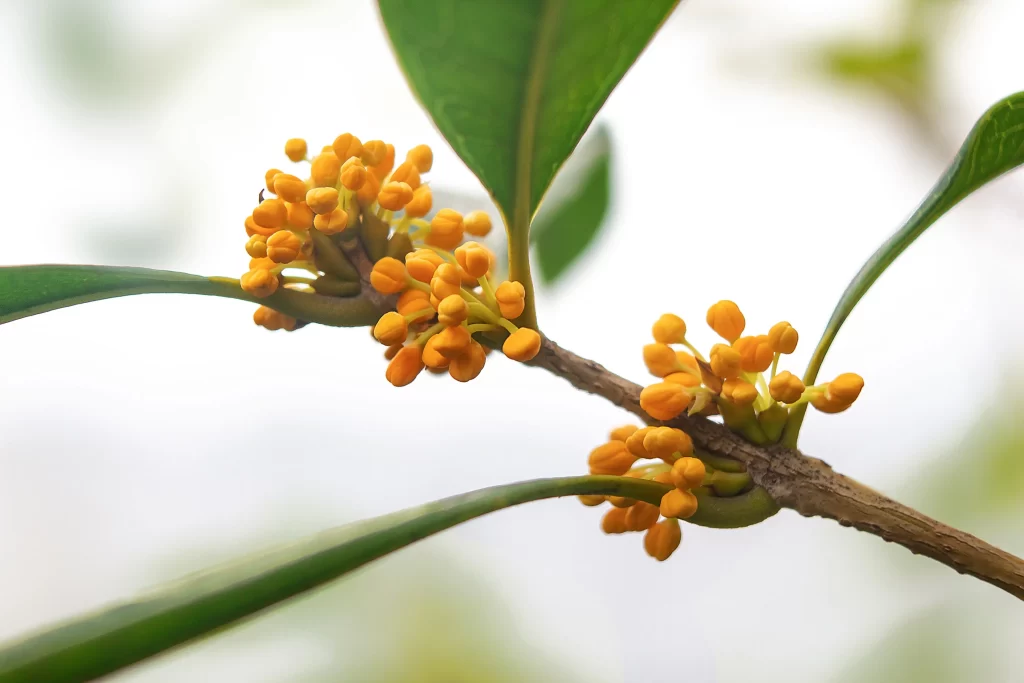 Yellow Osmanthus Cluster Petals Green gray Leaves