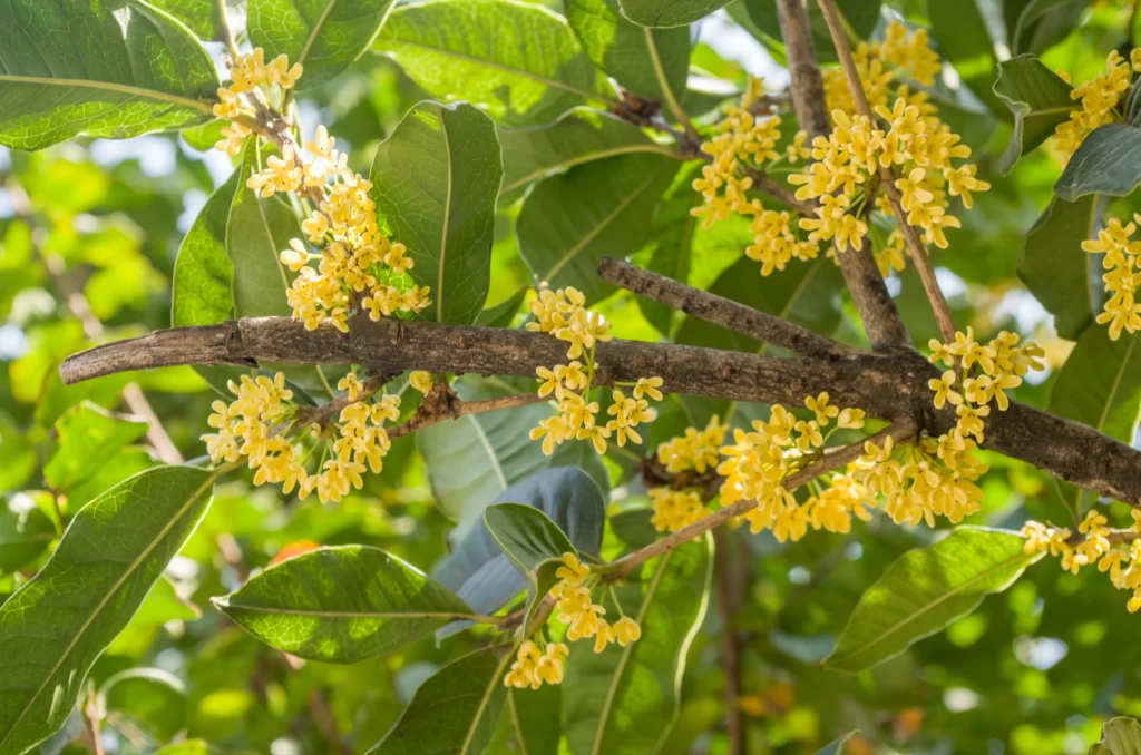 Yellow Osmanthus Cluster Petals Green warm Leaves