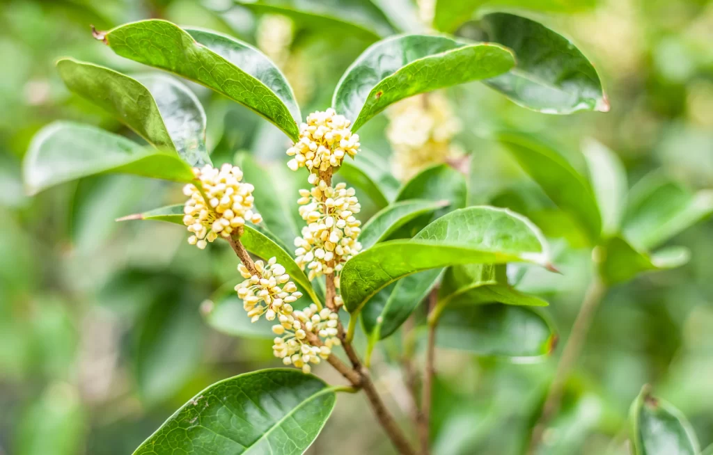 Yellow Osmanthus Cluster Petals Green warm Leaves