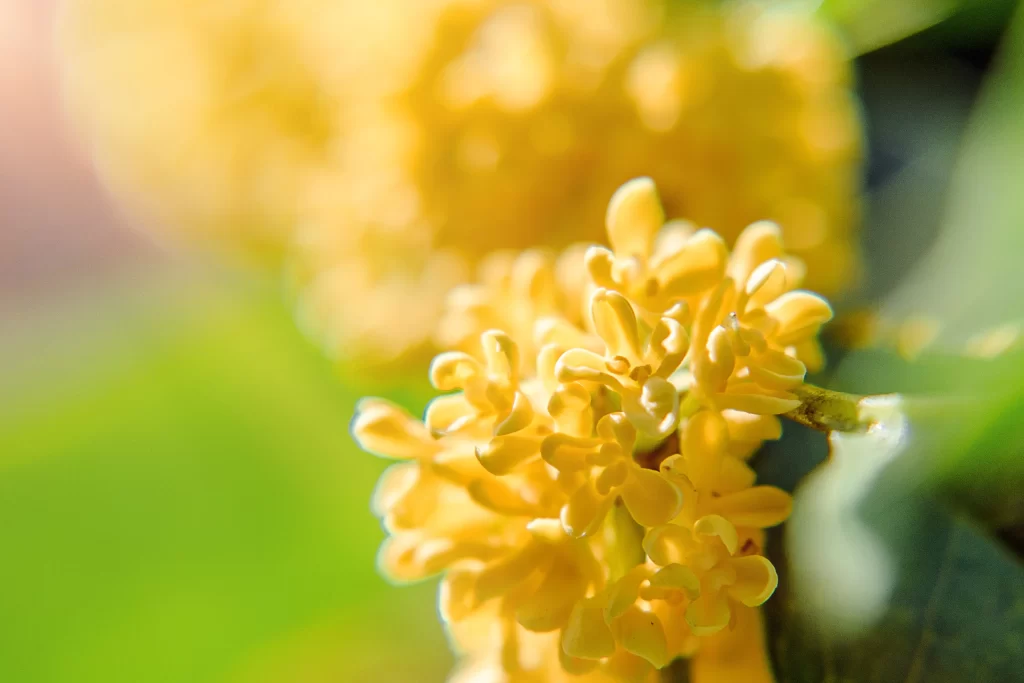 Yellow Osmanthus Cluster Petals Sunlight