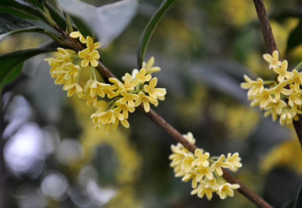 Yellow Osmanthus Cluster Petals Green gray Leaves