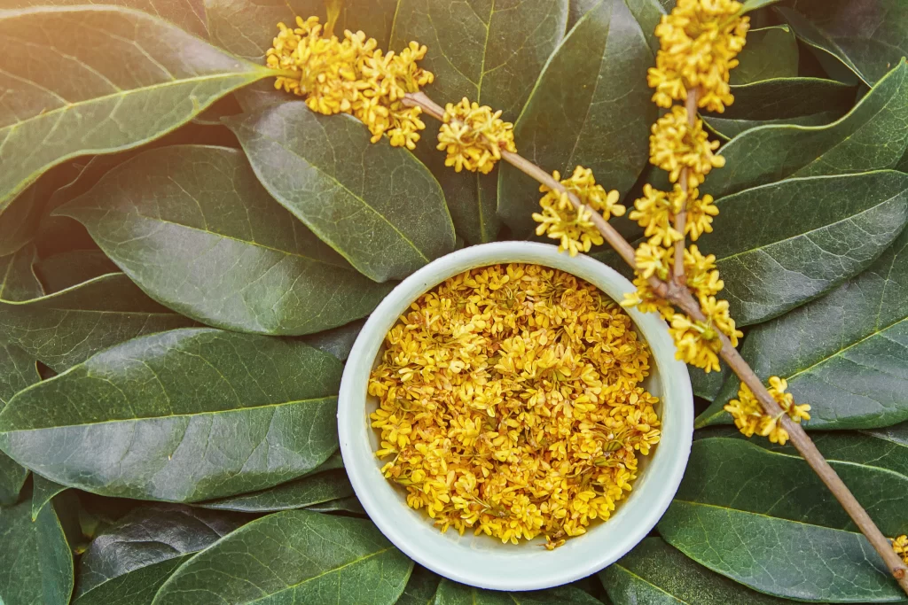 Yellow Osmanthus Cluster Petals Green warm Leaves