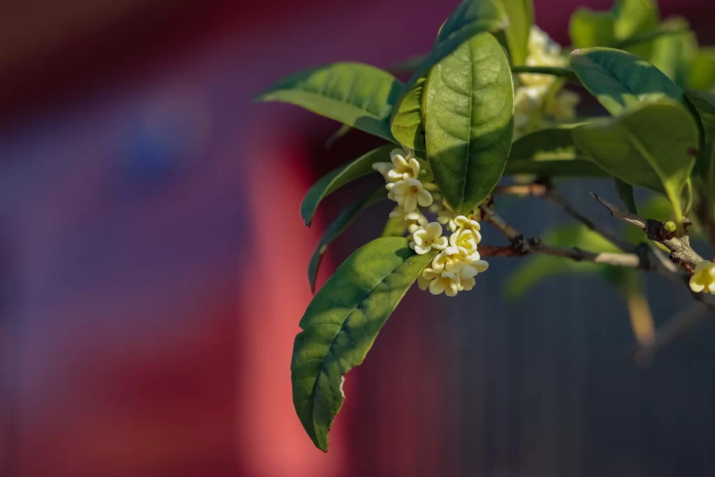 Yellow Osmanthus Cluster Petals Green gray Leaves