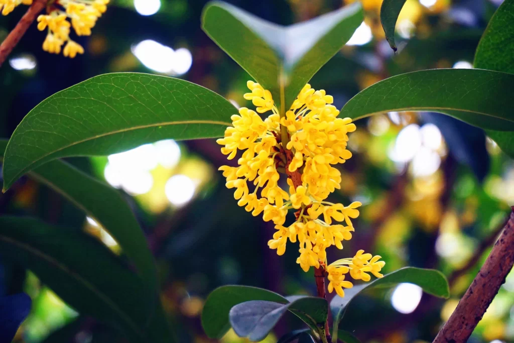 Yellow Osmanthus Cluster Petals Green warm Leaves