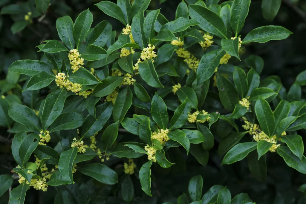 Yellow Osmanthus Cluster Green Leaves Dewdrops