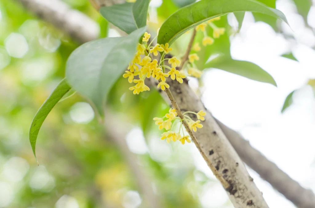 Yellow Osmanthus Cluster Petals Green warm Leaves
