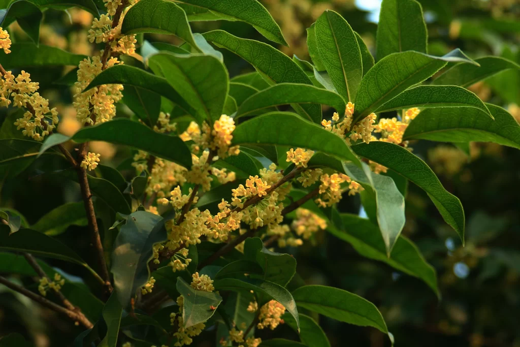 Yellow Osmanthus Cluster Petals Green warm Leaves