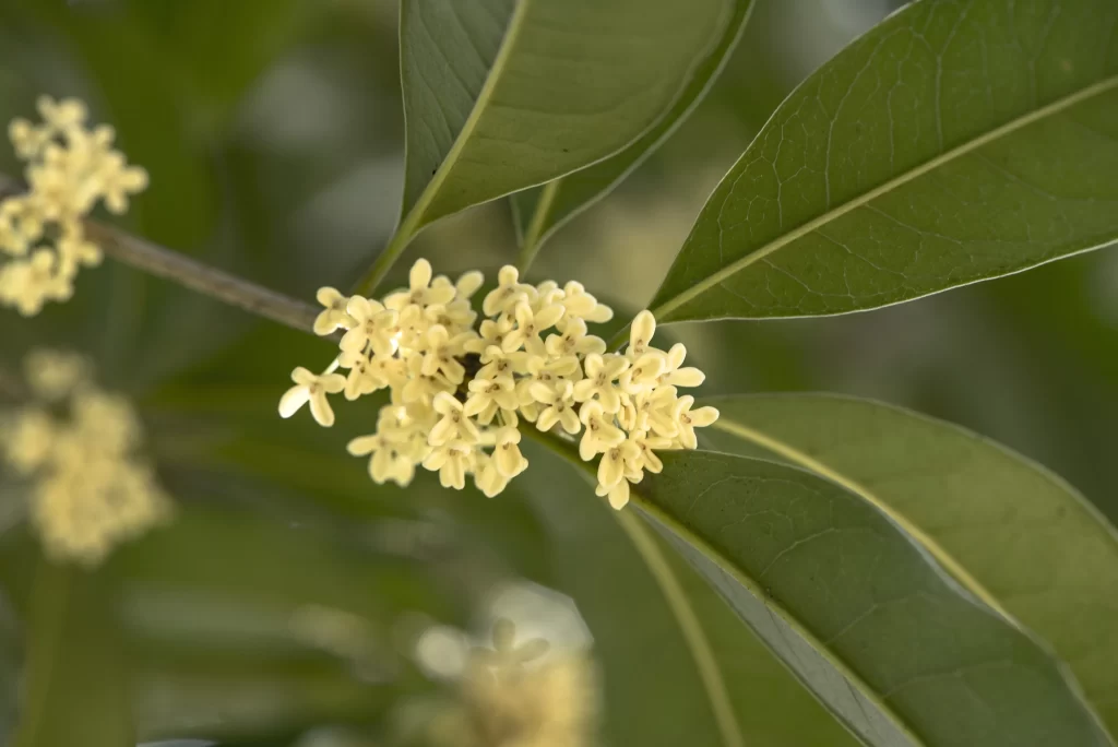 Yellow Osmanthus Cluster Petals Green warm Leaves