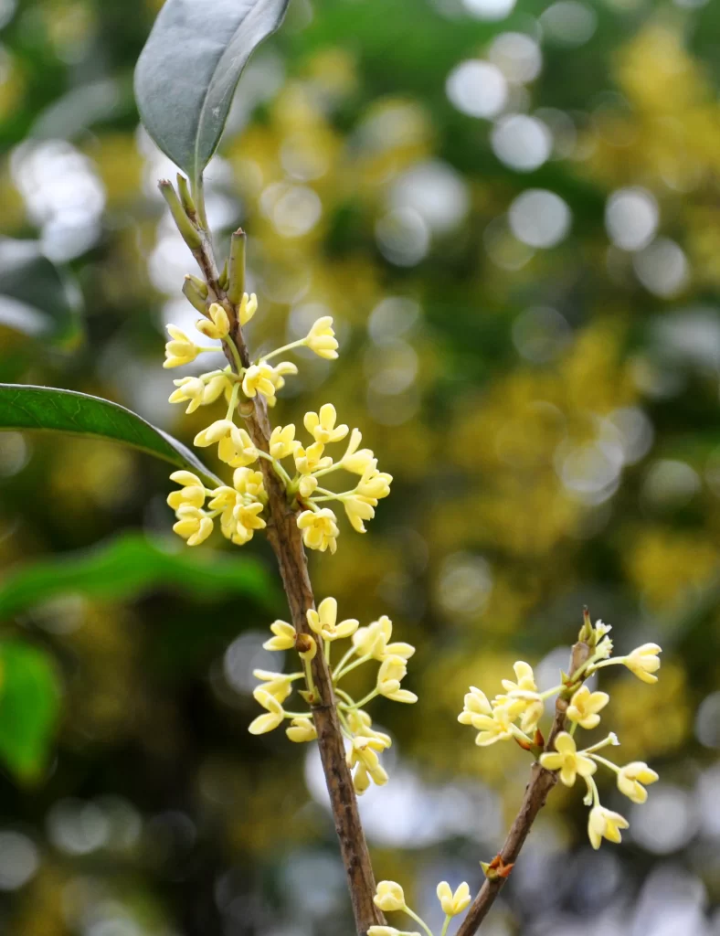 Yellow Osmanthus Cluster Petals Green warm Leaves
