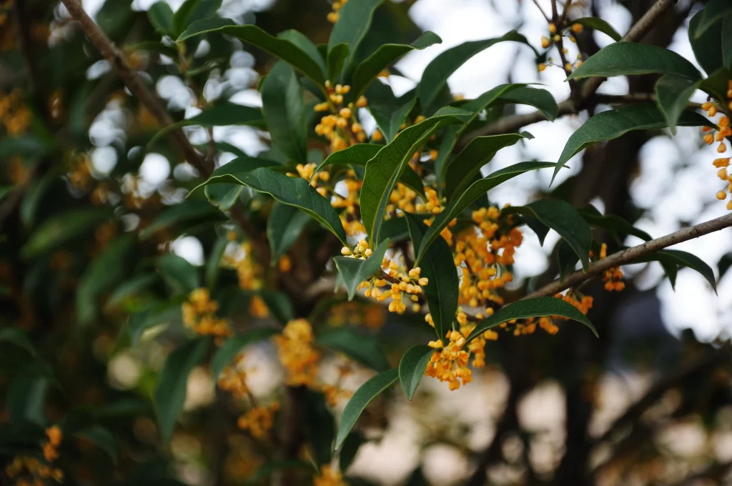 Yellow Osmanthus Cluster Petals Green gray Leaves
