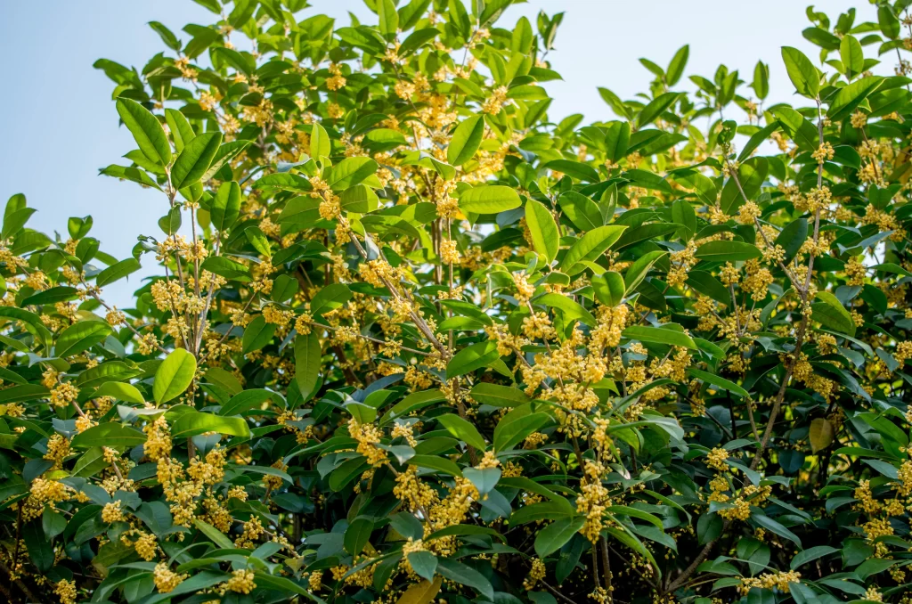 Yellow Osmanthus Cluster Dense Green Leaves Bright