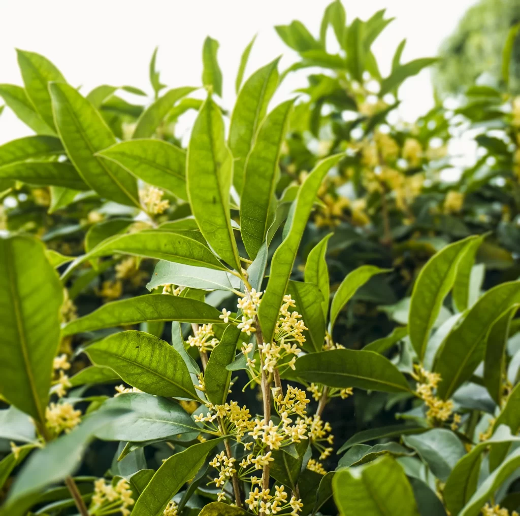 Yellow Osmanthus Cluster Petals Green warm Leaves