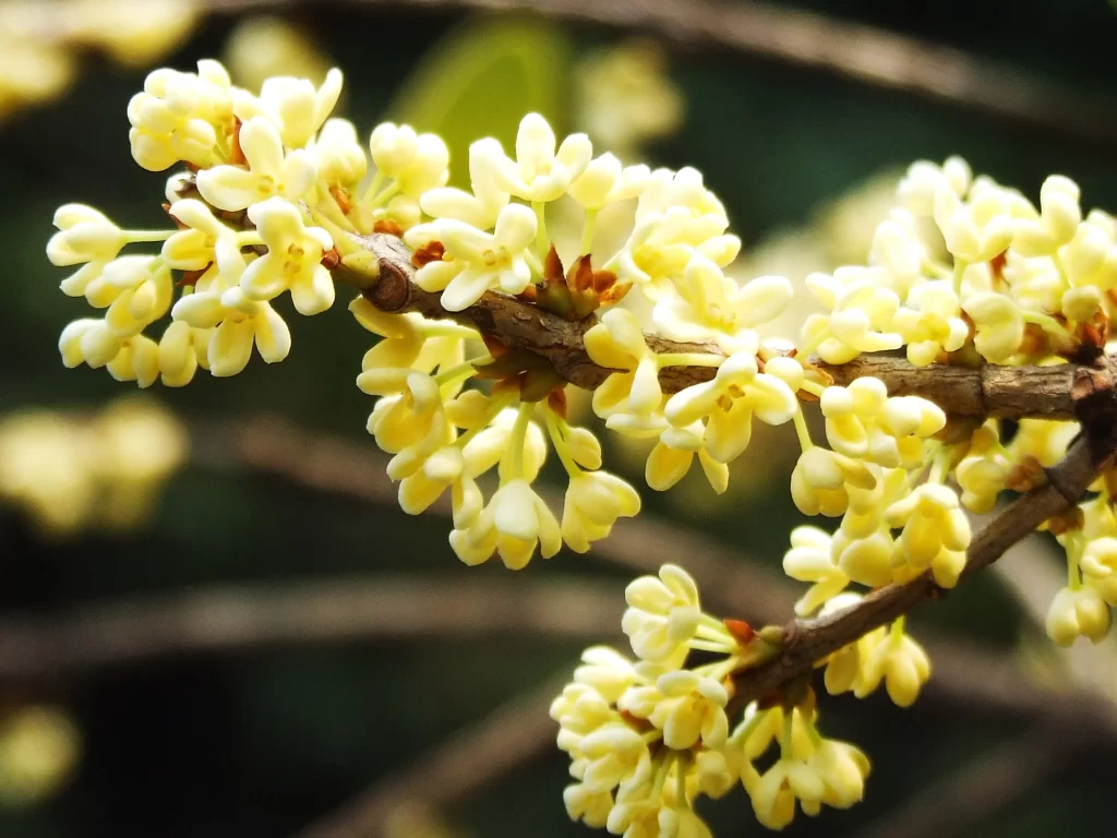 Yellow Osmanthus Cluster Petals warm Nature