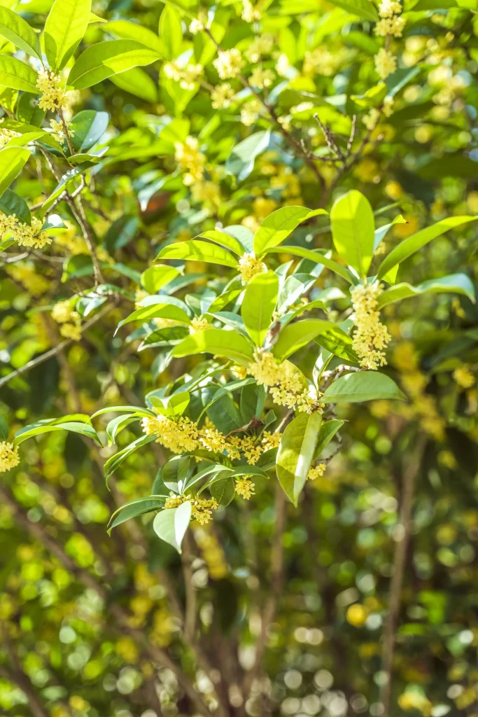 Yellow Osmanthus Cluster Petals Green warm Leaves