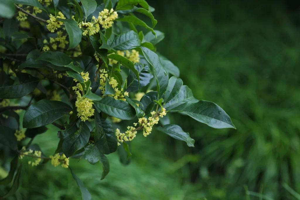 Yellow Osmanthus Cluster Green Leaves Nature