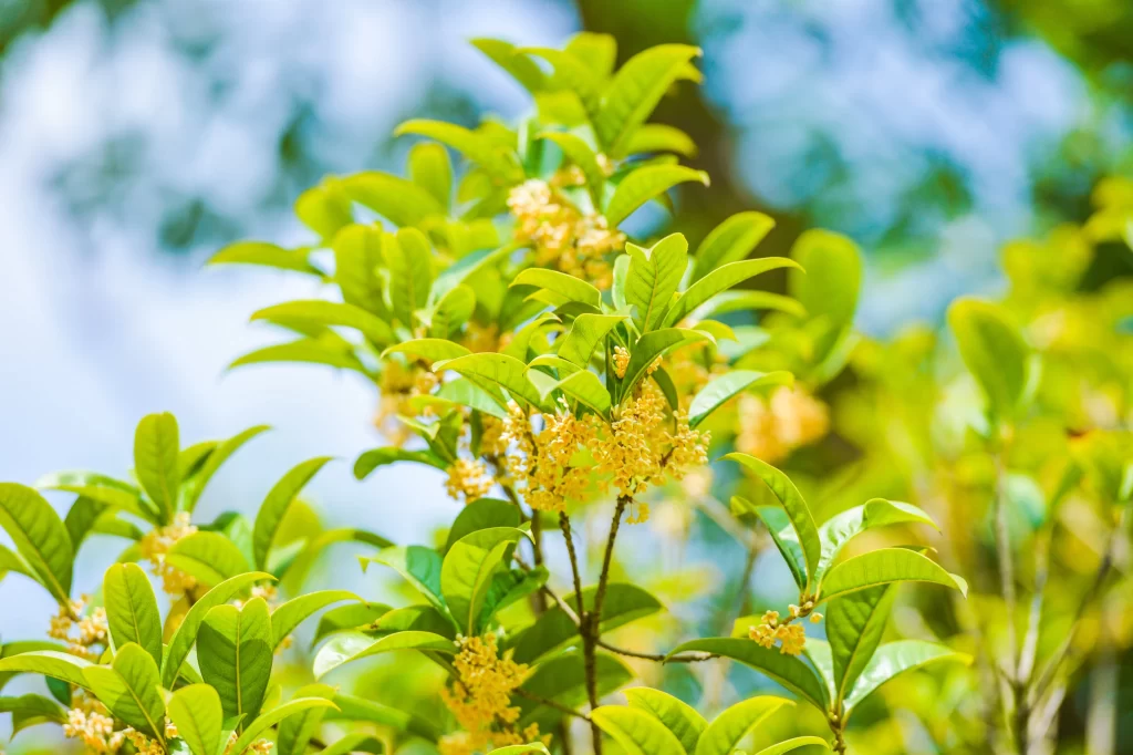 Yellow Osmanthus Cluster Petals Green warm Leaves