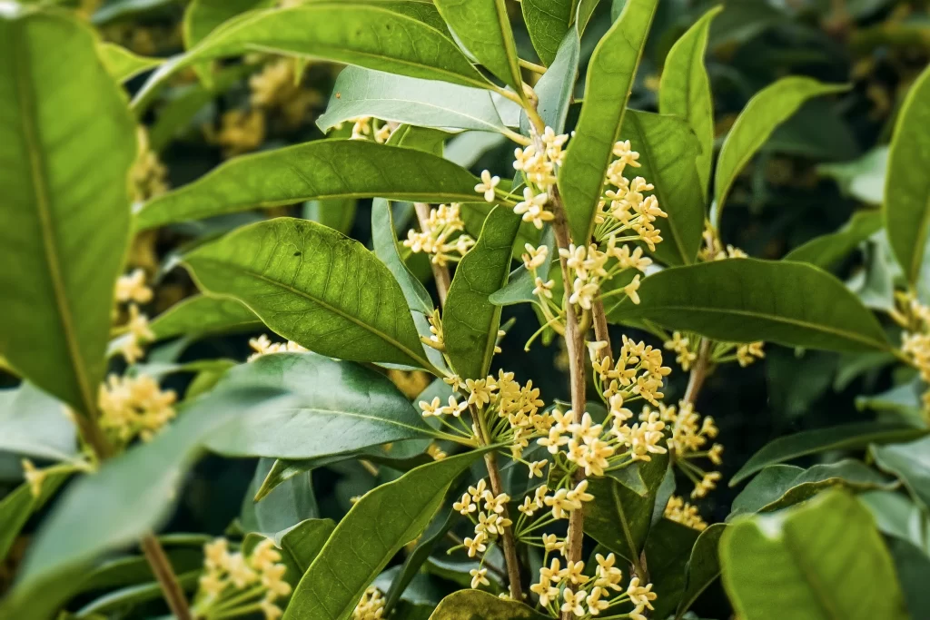 Yellow Osmanthus Cluster Small Petals Green warm Leaves