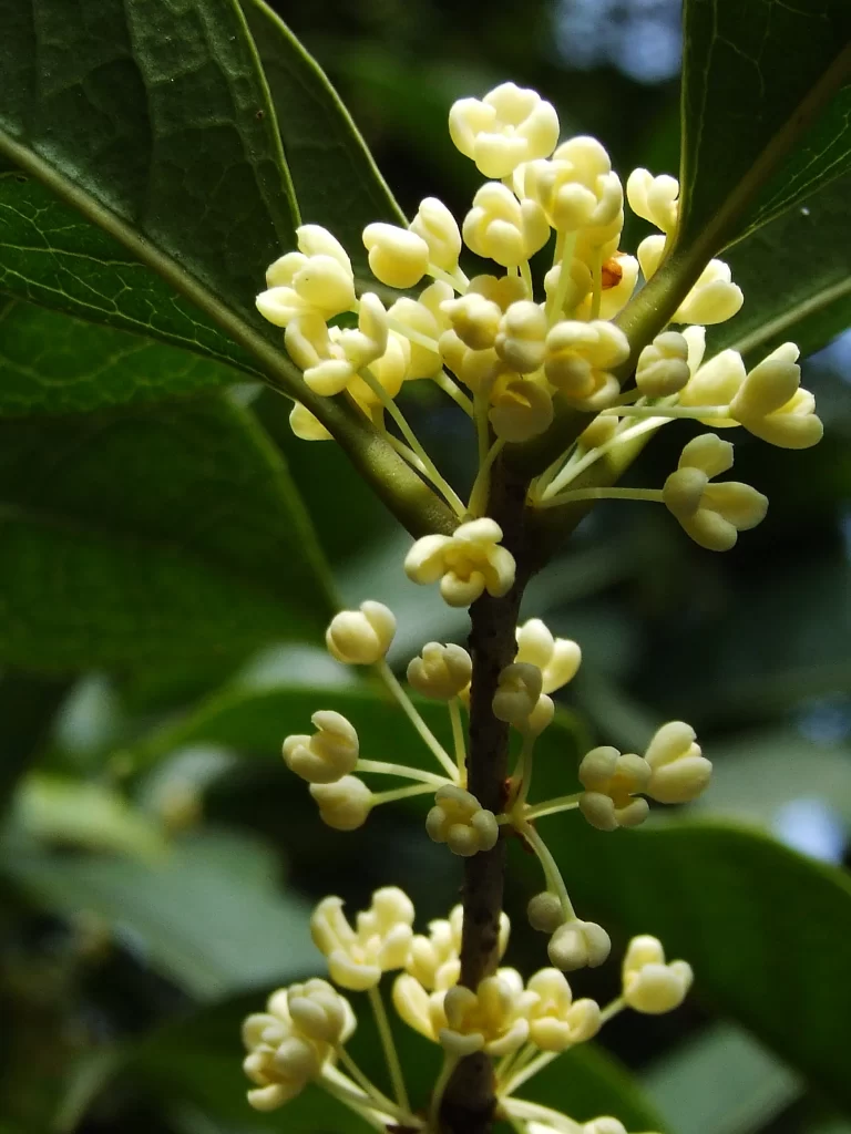 Yellow Osmanthus Cluster Petals Green warm Leaves