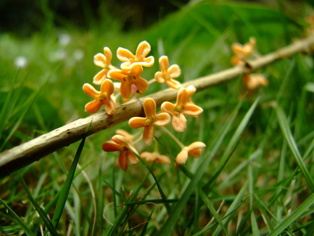 Yellow Osmanthus Cluster Petals Greenery