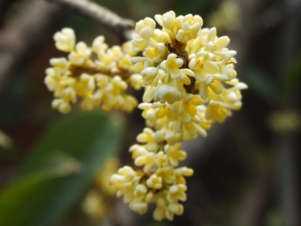 Yellow Osmanthus Cluster Petals warm Nature