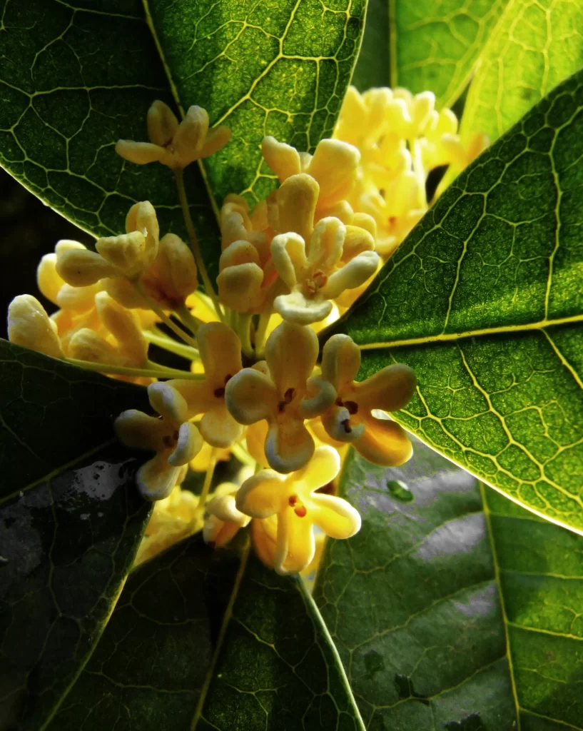Yellow Osmanthus Cluster Petals Green warm Leaves