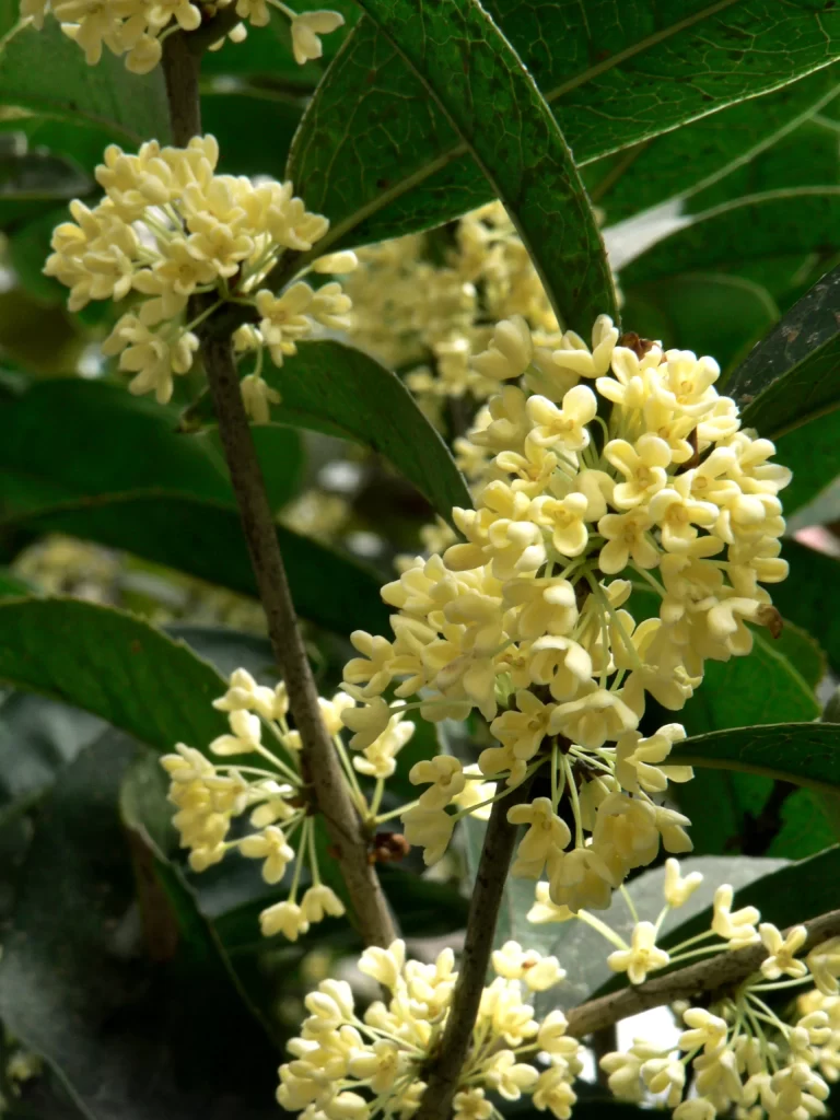 Yellow Osmanthus Cluster Petals Green warm Leaves