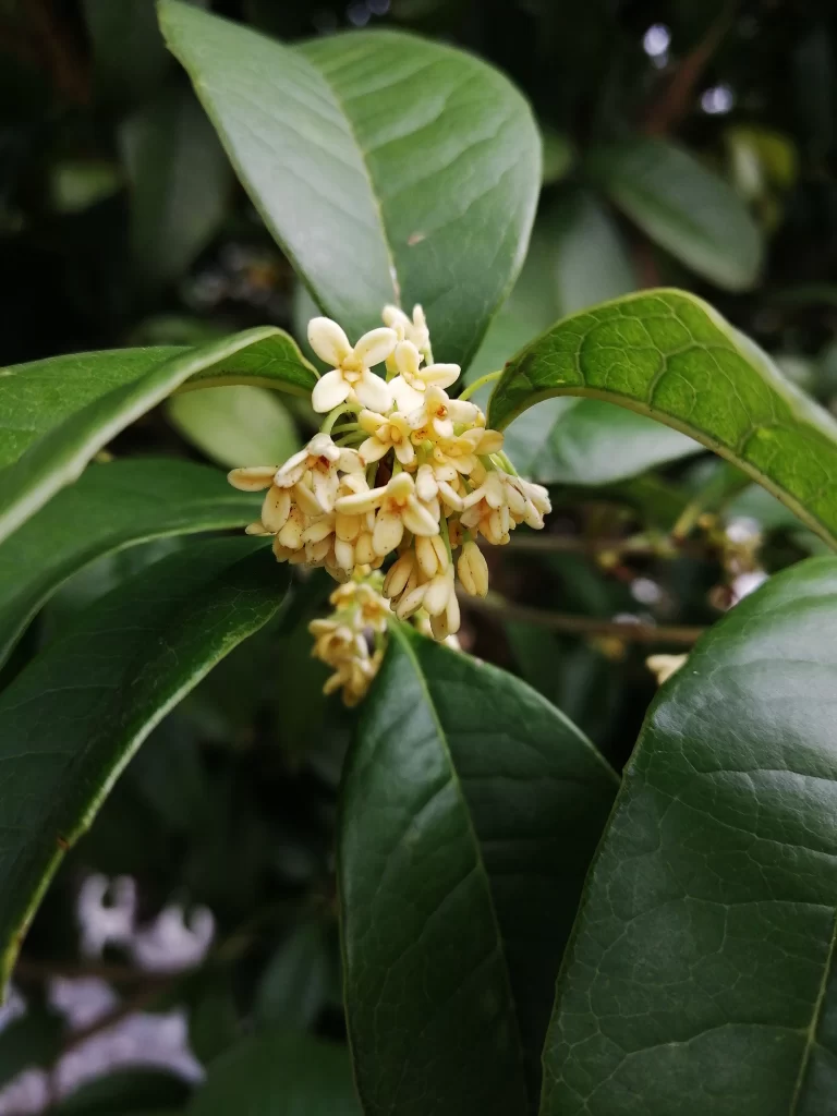 Yellow Osmanthus Cluster Petals Green gray Leaves