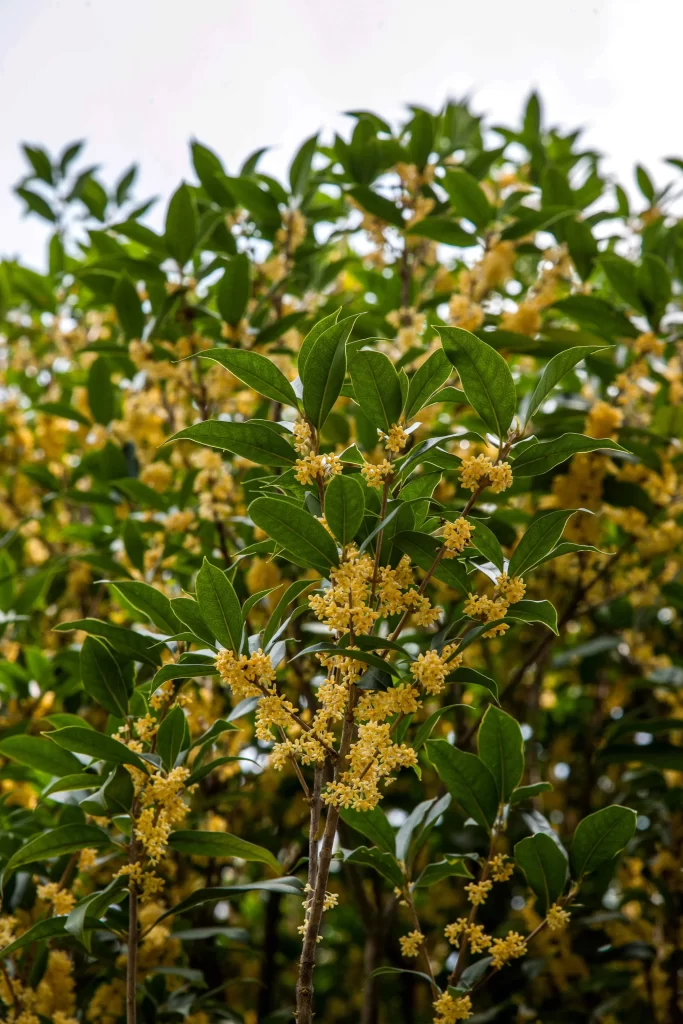 Yellow Osmanthus Cluster Small Petals Green warm Leaves